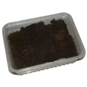 1 L. TROPISKE SPRINGHALER
