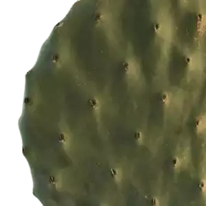 FIGENKAKTUS BLADE