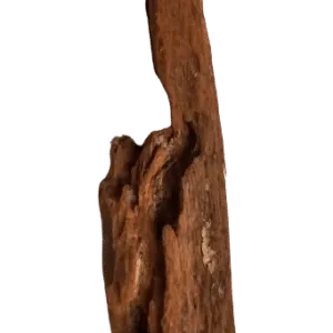Trærødder