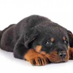 Brochurer HappyDog Giant baby og junior