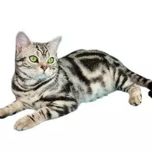 Brochurer – Happy Cat care