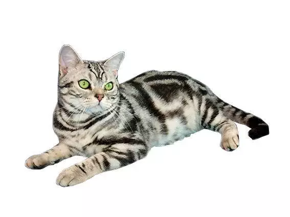Happycatdownload