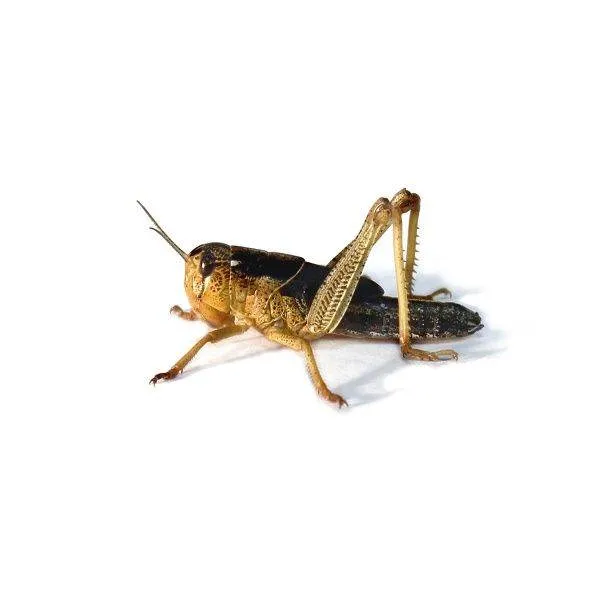 locustana pardalin vandregraeshopper subadult.jpg